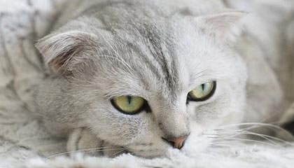 海盐2026年最新杭州高端商务伴游招聘网渠道分享(最方便真实的海盐茉莉伴游伴游天下全国联盟方法)