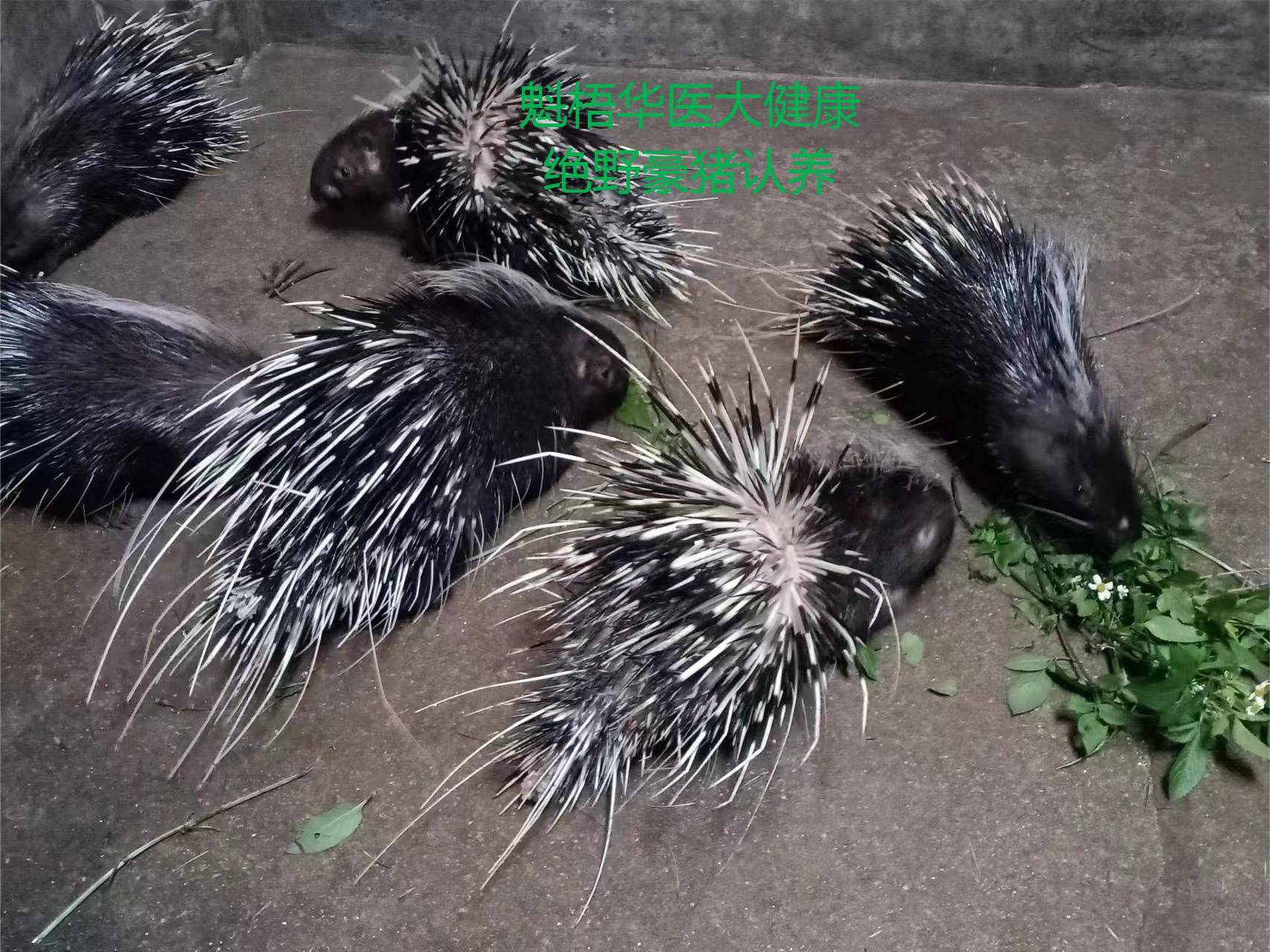最新豪猪回收商家方法分析(最方便真实的海盐豪猪卖去什么地方方法)